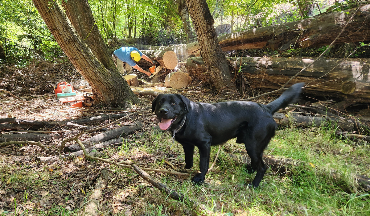 how to safely use chainsaws around dogs