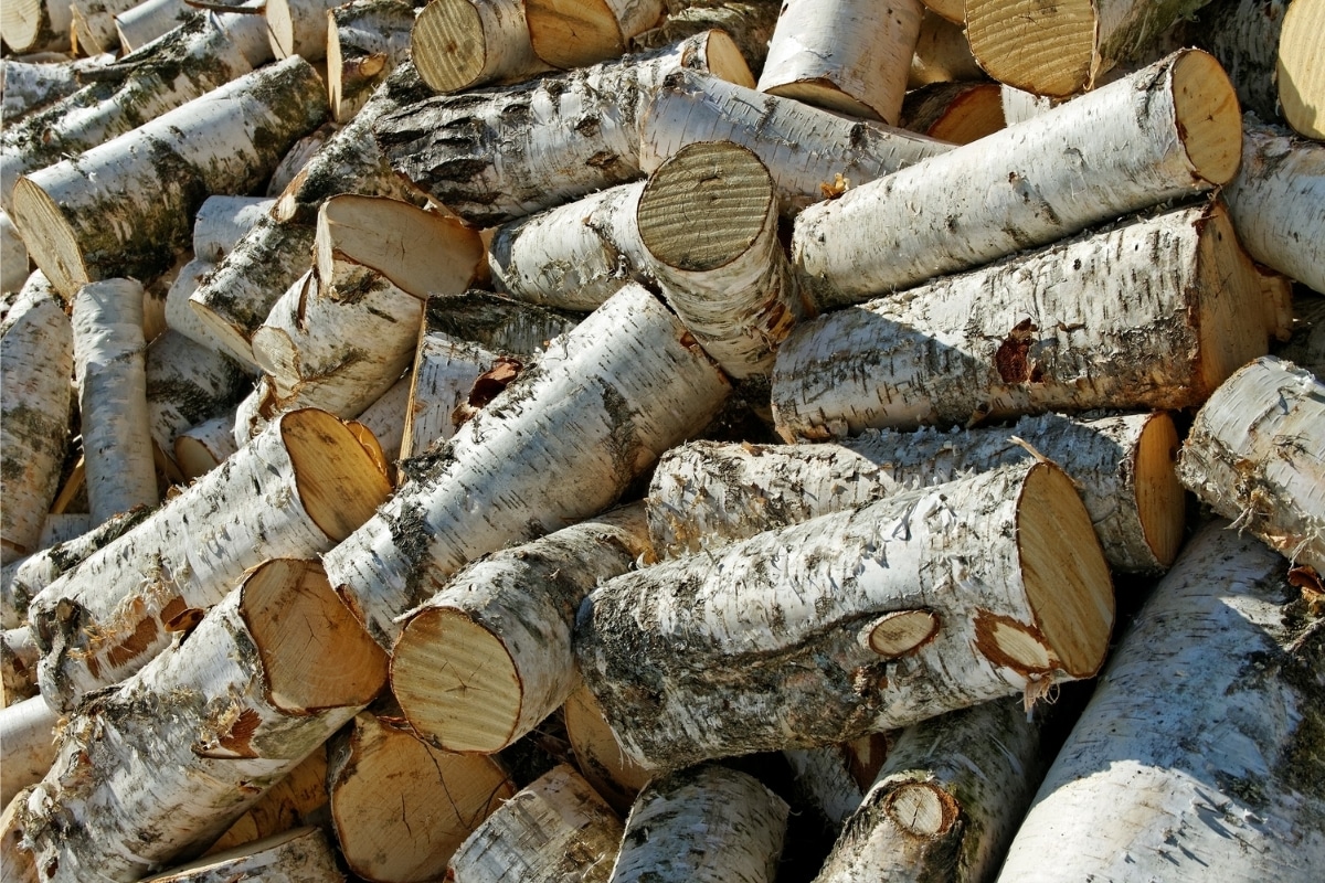 is birch good firewood