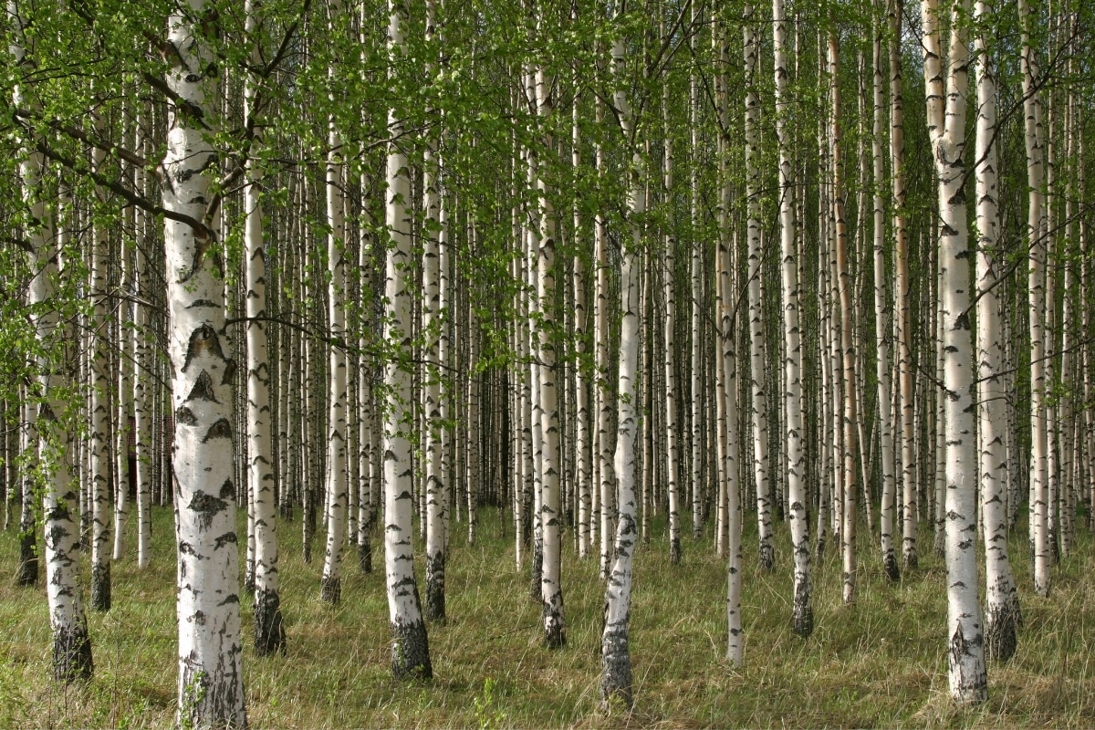 white birch firewood