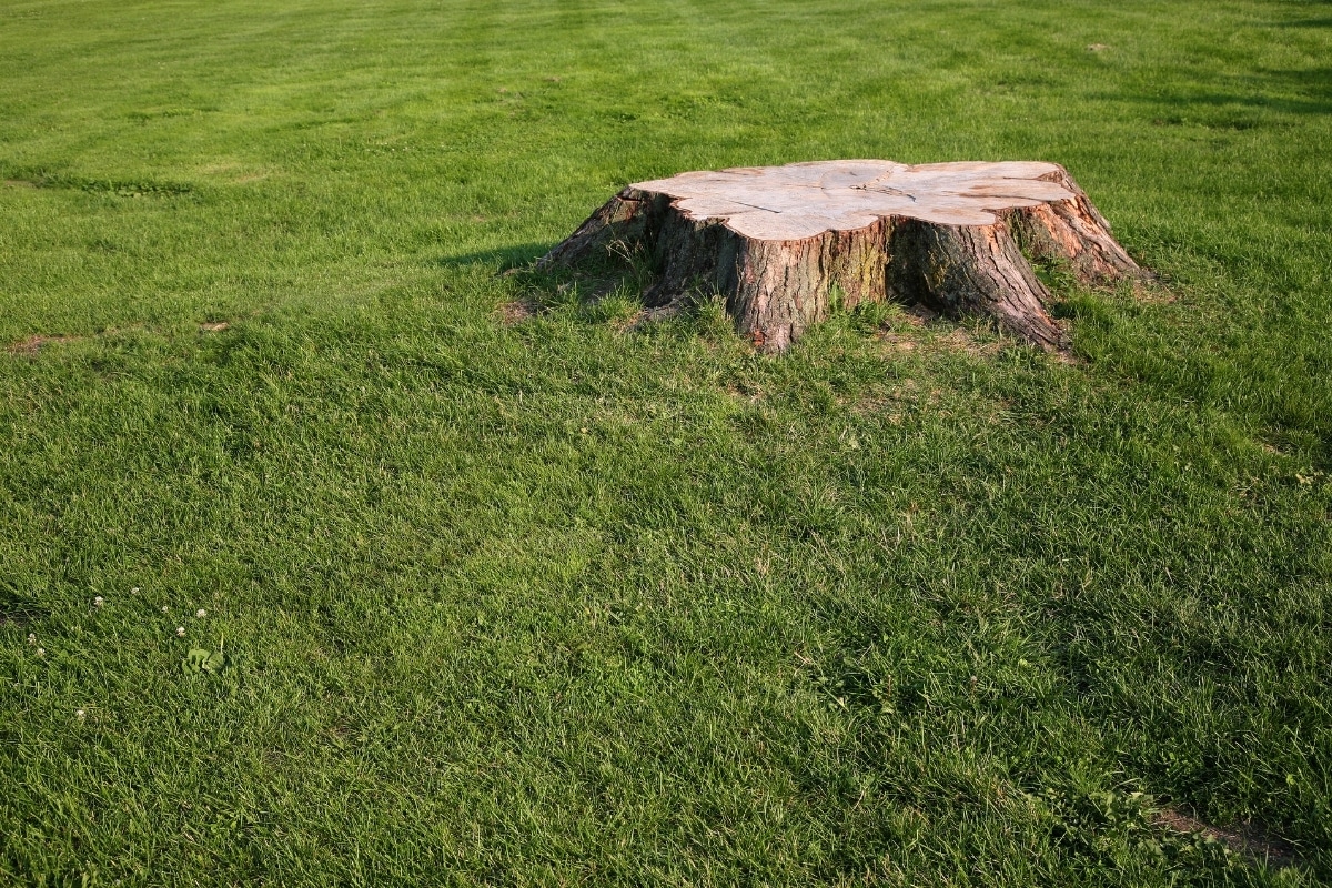 How to Repair Lawn After Tree Removal 