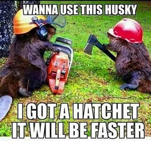 chainsaw bear memes