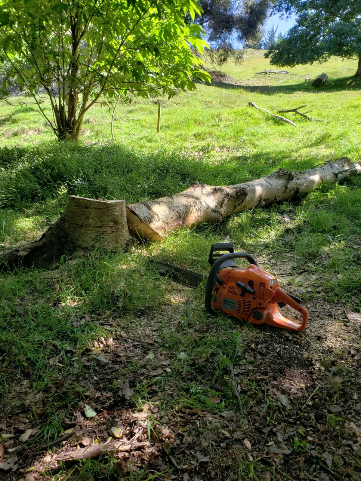 how to cut down a small tree
