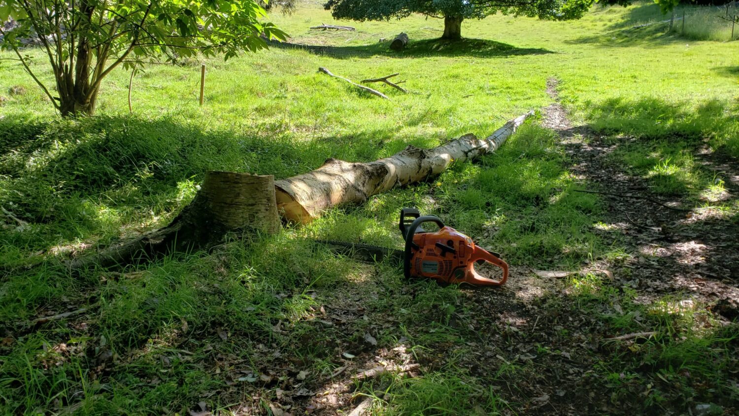 how to fell a tree with chainsaw