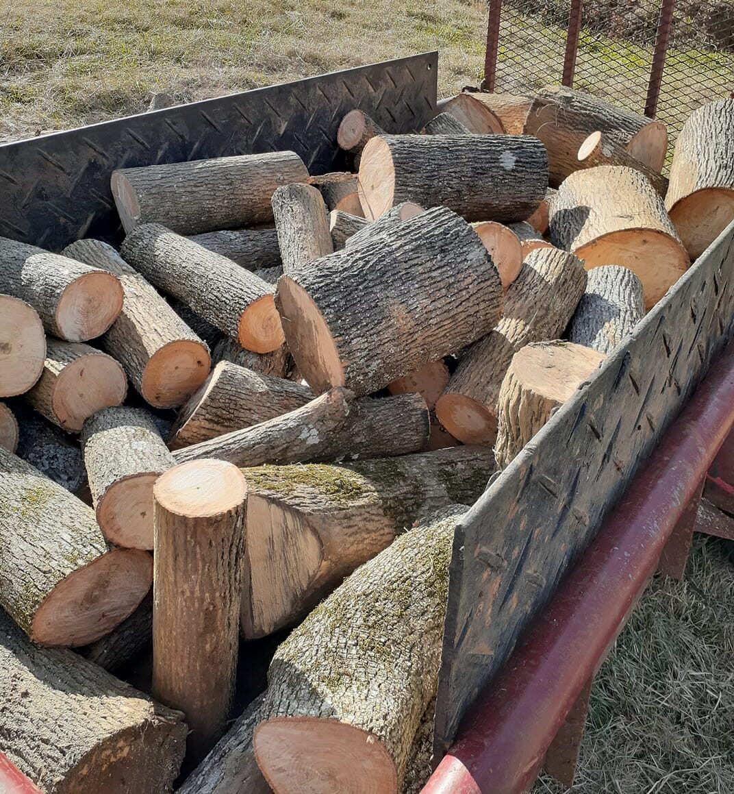 Ash Firewood [Guide 2023] How To Identify, Season, & Use For Firewood