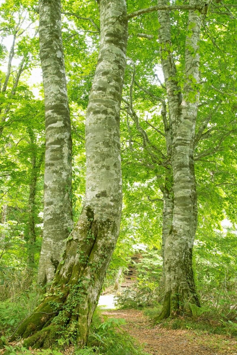 beech tree bark logs