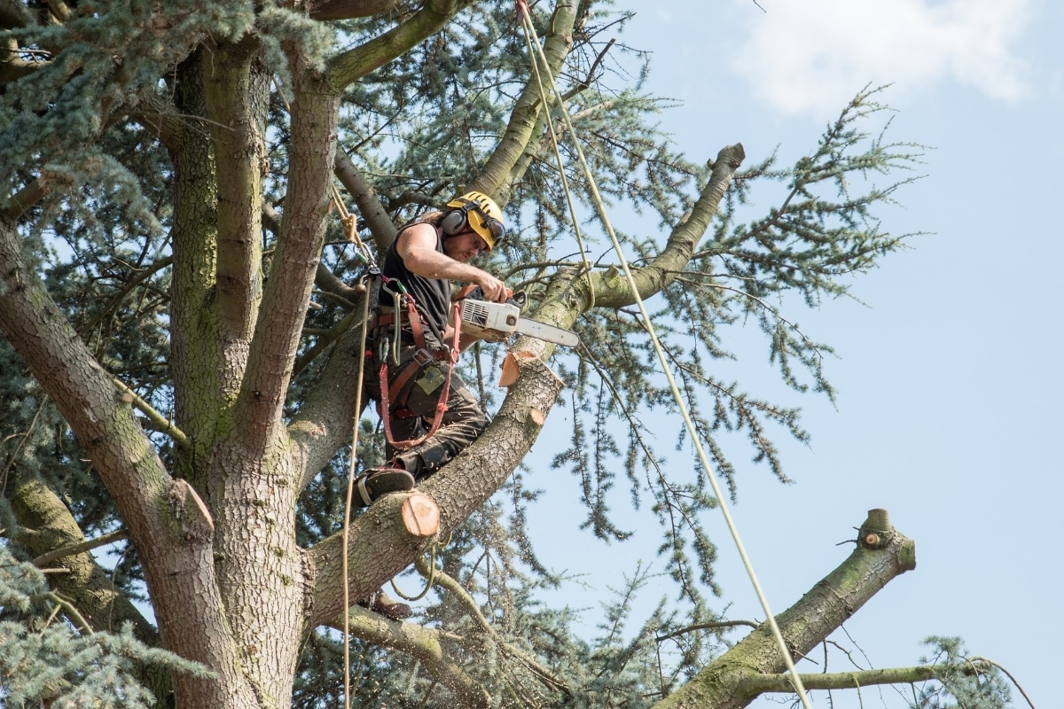 arborist risks life felling tree