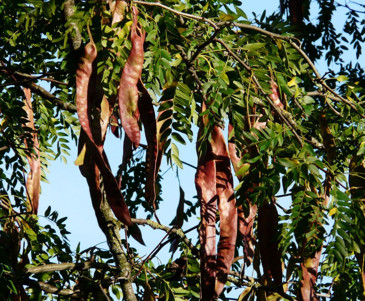 honey locust tree uses