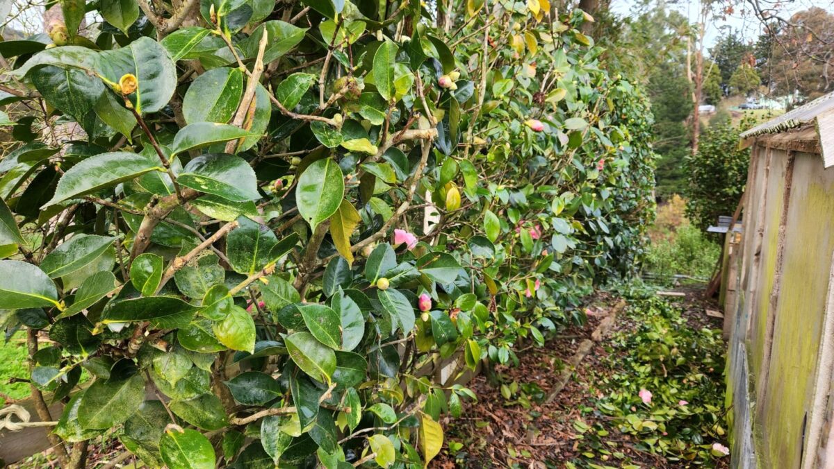 how to prune rhododendron hedge