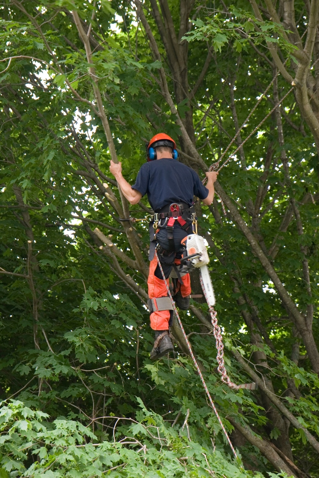 best helmet for climbing trees