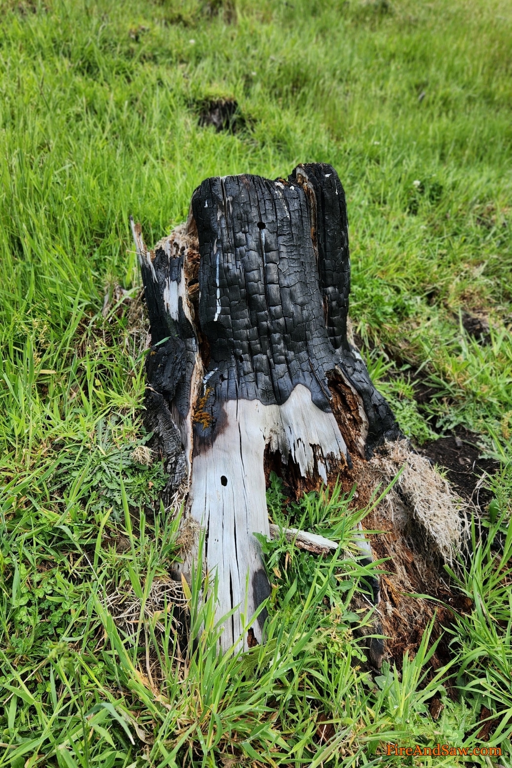 how to burn tree stump out
