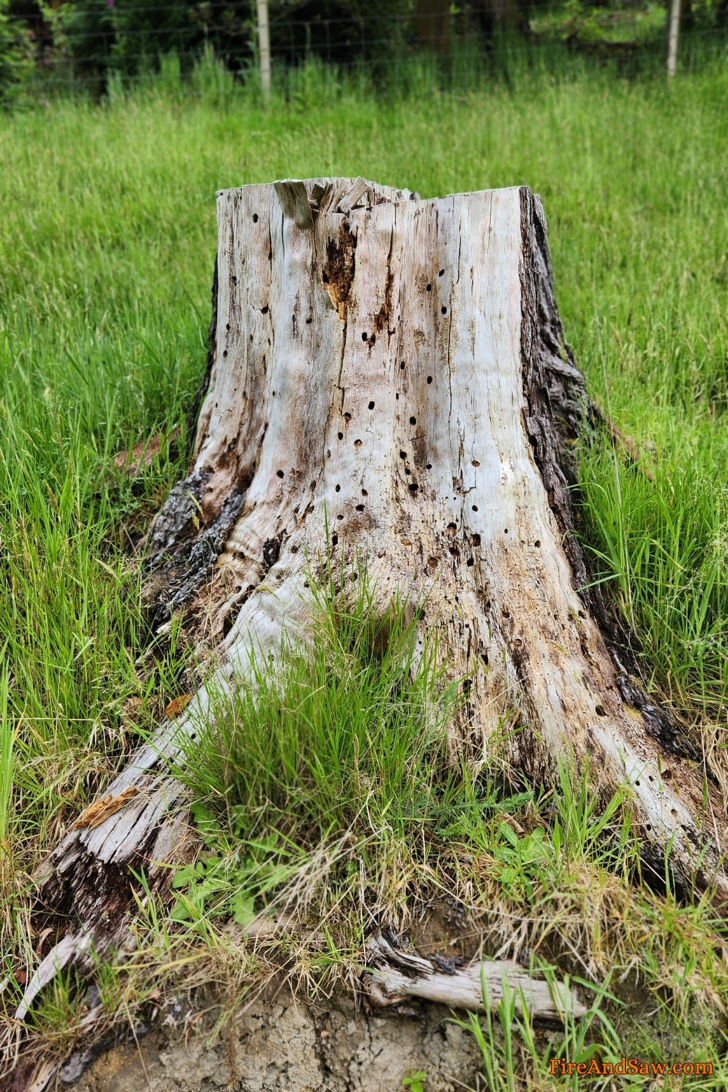 drill holes in tree stump rot