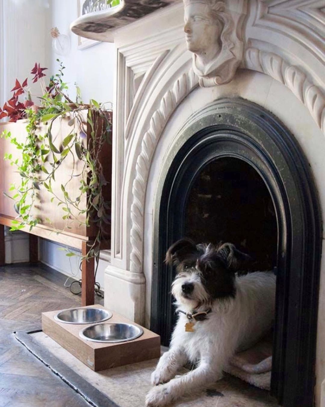 pet bed in unused fireplace