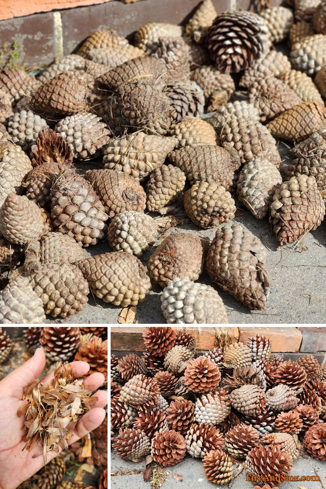 dry pine cones quickly