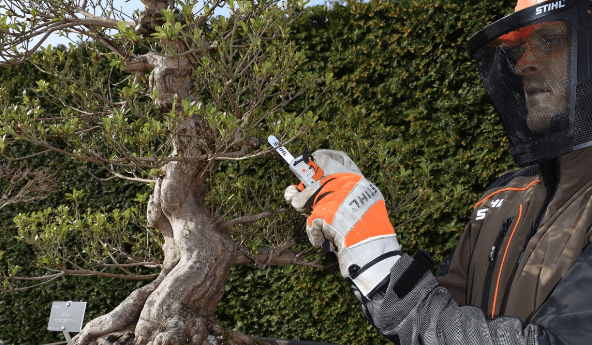 Stihl MSA 100 B-NS1 chainsaw for bonsai trees