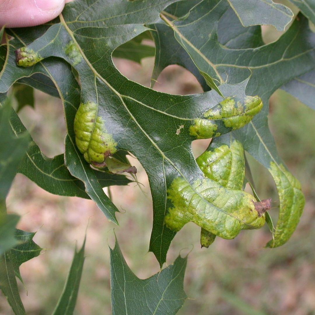 oak leaf blister pictures