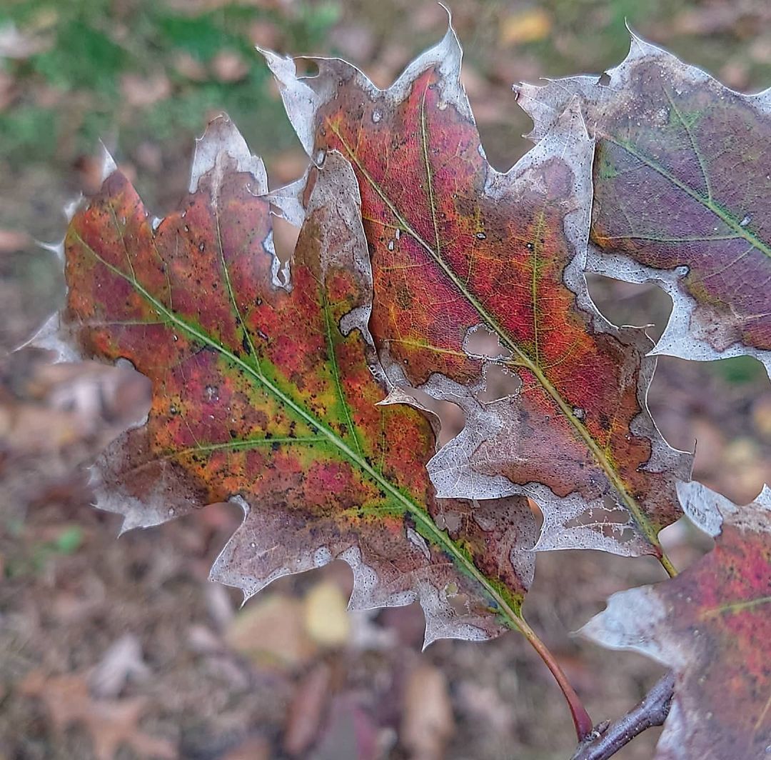 bacterial leaf scorch oak trees