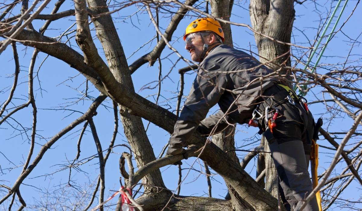 how to become certified arborist