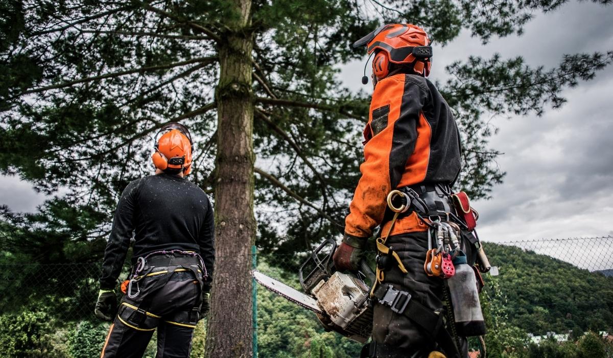 names of tree care forestry workers