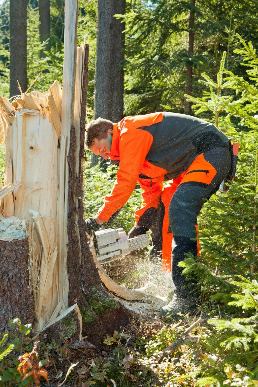 tree care logging careers