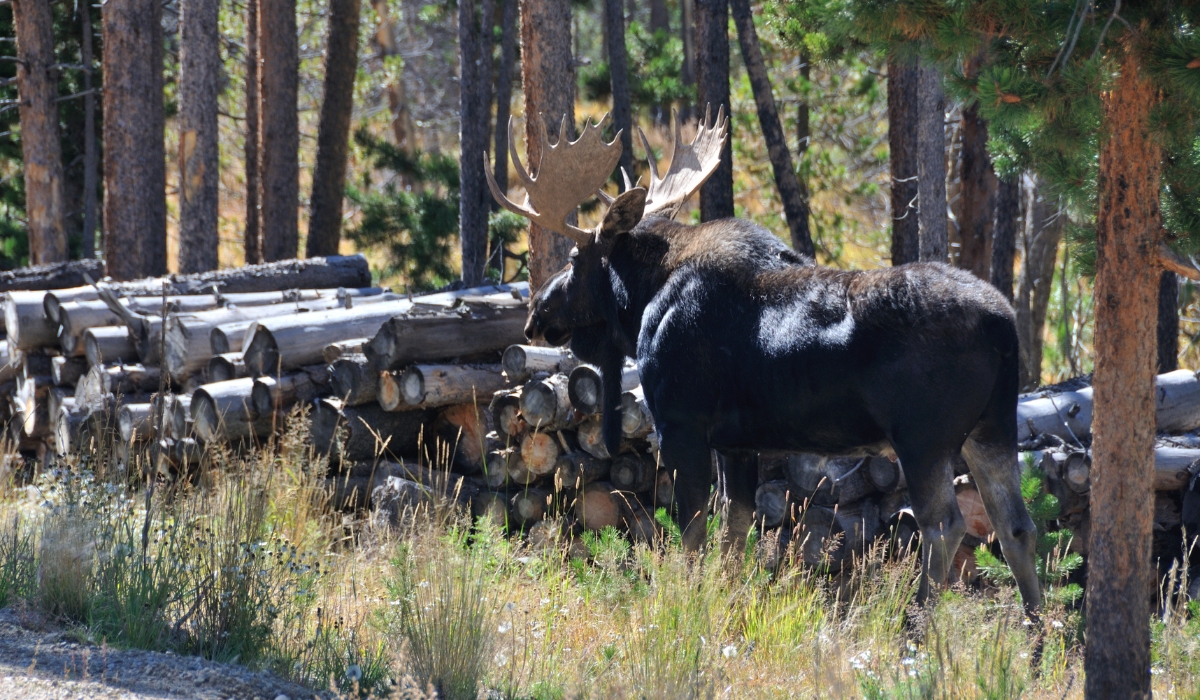 moose logging