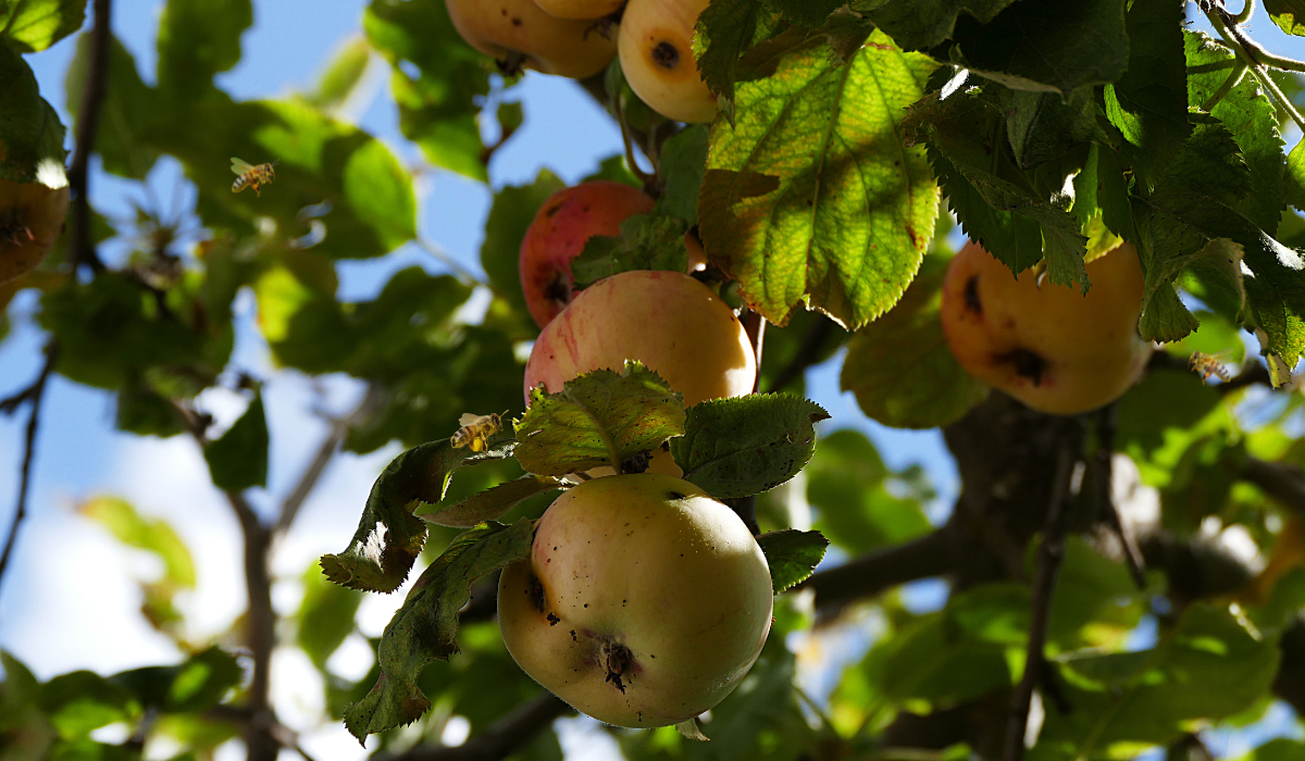 Apple Tree Diseases: Causes, Symptoms, Prevention, Treatment